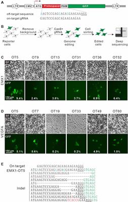 A Highly Sensitive GFP Activation Assay for Detection of DNA Cleavage in Cells